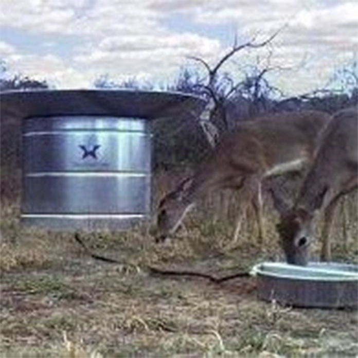 Deer drinking from water guzzler