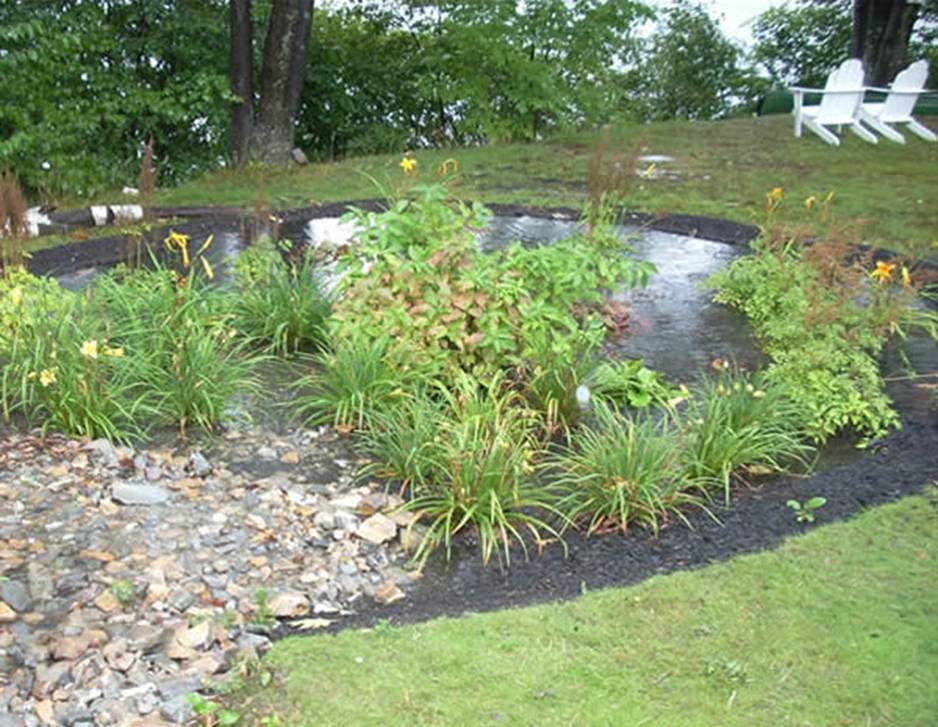 A rain garden after a recent rain.